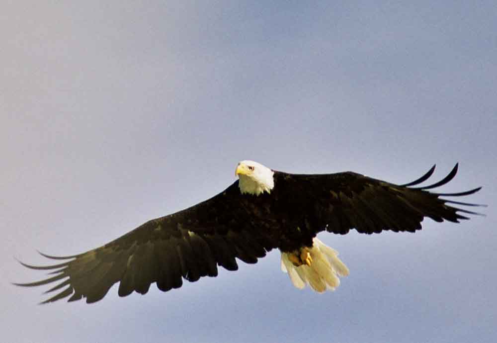 Águila Calva - Alaska - EEUU 1